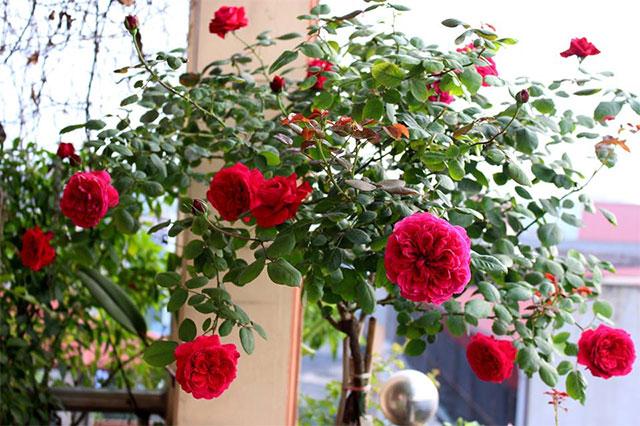 Nước hoa hồng mùa thu - Autumn Rouge rose