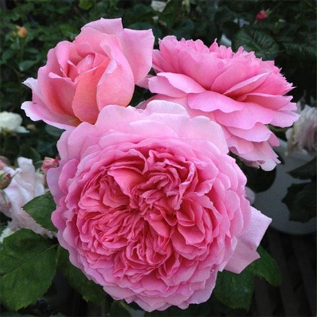 Hoa hồng ngoại Eckart - Hoa hồng ngoại Eckart