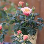 Bí quyết trồng và chăm sóc hoa hồng tỉ muội nở rộ quanh năm