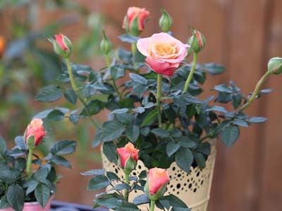 Bí quyết trồng và chăm sóc hoa hồng tỉ muội nở rộ quanh năm