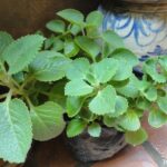 Lá húng chanh - thảo dược quý nhiều người còn chưa biết - Medlatec