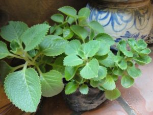 Lá húng chanh - thảo dược quý nhiều người còn chưa biết - Medlatec