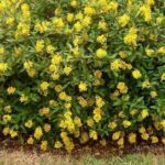 Cây kim đồng vàng trồng đâu cũng rực rỡ - MỘC NHIÊN FARM