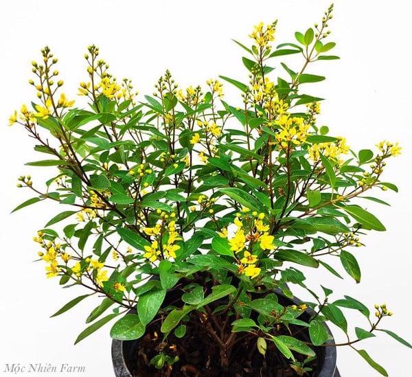 Nhân giống cây kim đồng