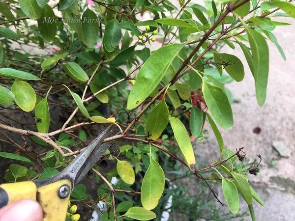 Cắt tỉa để cây luôn xanh tươi và tràn đầy sức sống.