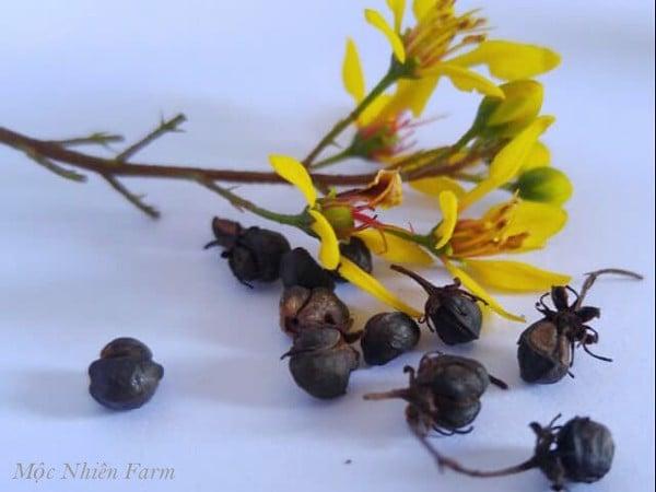 Hoa và quả của cây kim đồng.