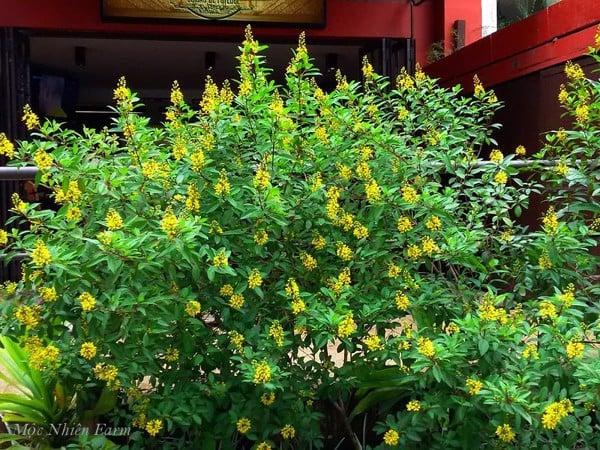 Cây kim đồng với nét đẹp duyên dáng, thanh tao.