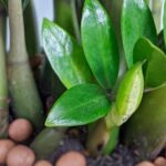 Giải mã: Cây kim tiền nở hoa có ý nghĩa gì trong phong thủy