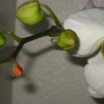 Nguyên nhân và cách phòng trừ hoa lan bị héo nụ | Nông nghiệp phố