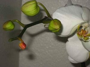 Nguyên nhân và cách phòng trừ hoa lan bị héo nụ | Nông nghiệp phố