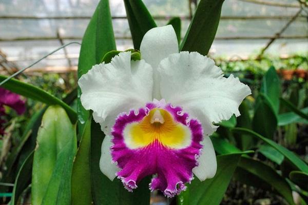 Hoa Lan Cattleya: Nhận biết, phân loại, cách trồng và chăm sóc - Eva