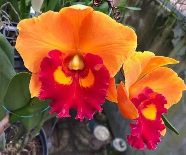 Hoa Lan Cattleya: Nhận biết, phân loại, cách trồng và chăm sóc - 2