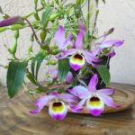 Lan chuỗi ngọc- Đặc điểm, cách trồng và chăm sóc lan chuỗi ngọc