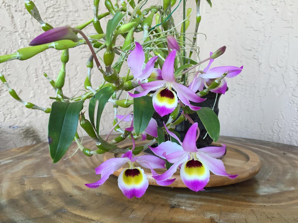 Lan chuỗi ngọc- Đặc điểm, cách trồng và chăm sóc lan chuỗi ngọc