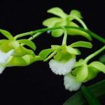 Nhận biết, trồng và chăm sóc lan Cù lao minh | Nông nghiệp phố