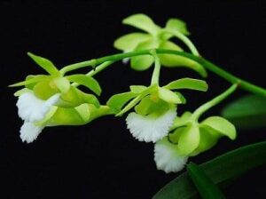 Nhận biết, trồng và chăm sóc lan Cù lao minh | Nông nghiệp phố