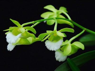 Nhận biết, trồng và chăm sóc lan Cù lao minh | Nông nghiệp phố