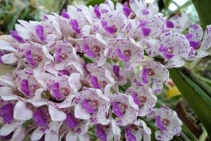 Hoa Lan Tai Trâu: Cách trồng và kích rễ cho Lan Đai Châu - Eva