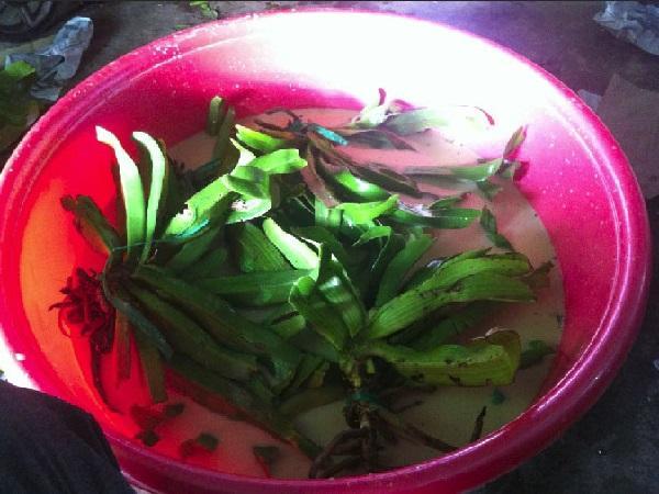 Hoa Lan Tai Trâu: Cách trồng và kích rễ cho Lan Đai Châu - 5