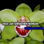 Các loại hoa lan đắt giá nhất