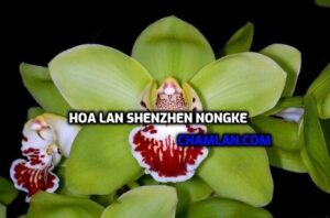 Các loại hoa lan đắt giá nhất