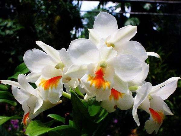 lan-cattleya