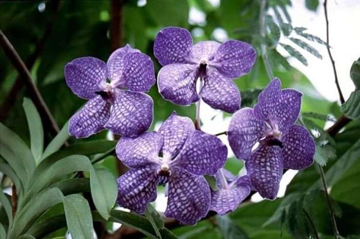 lan-vanda