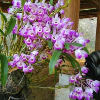 Cách trồng lan đùi gà chi tiết nhất cho người mới chơi - Sfarm