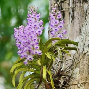 Lan hải yến - Cách trồng và chăm sóc đầy đủ nhất - Sfarm