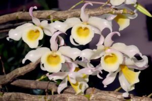 Hoàng phi hạc có mấy loại và cách nhận biết hoàng phi hạc đột biến