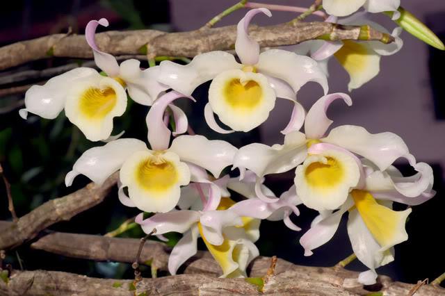 Hoàng phi hạc có mấy loại và cách nhận biết hoàng phi hạc đột biến