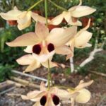 CÙNG TÌM HIỂU VỀ LAN HOÀNG THẢO THÁI BÌNH