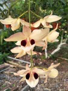 CÙNG TÌM HIỂU VỀ LAN HOÀNG THẢO THÁI BÌNH