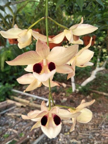 CÙNG TÌM HIỂU VỀ LAN HOÀNG THẢO THÁI BÌNH