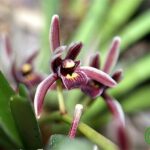 Lan kiếm lô hội - Cymbidium aloifolium - Vườn Lan