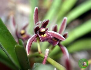 Lan kiếm lô hội - Cymbidium aloifolium - Vườn Lan