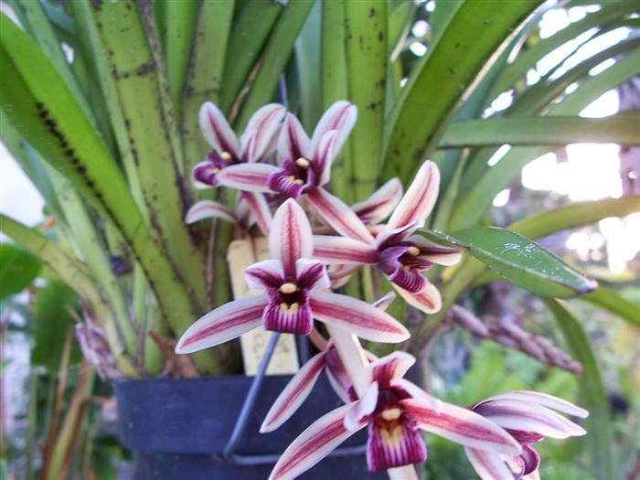 Lan kiếm lô hội - Cymbidium aloifolium
