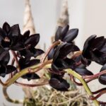 Tìm hiểu vẻ đẹp huyền bí của lan thiên nga đen