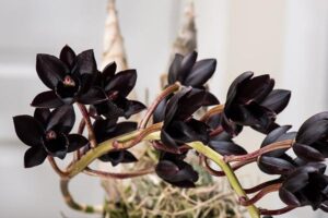 Tìm hiểu vẻ đẹp huyền bí của lan thiên nga đen