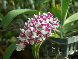 Hướng dẫn cách trồng lan ngọc điểm rừng - Vườn Lan