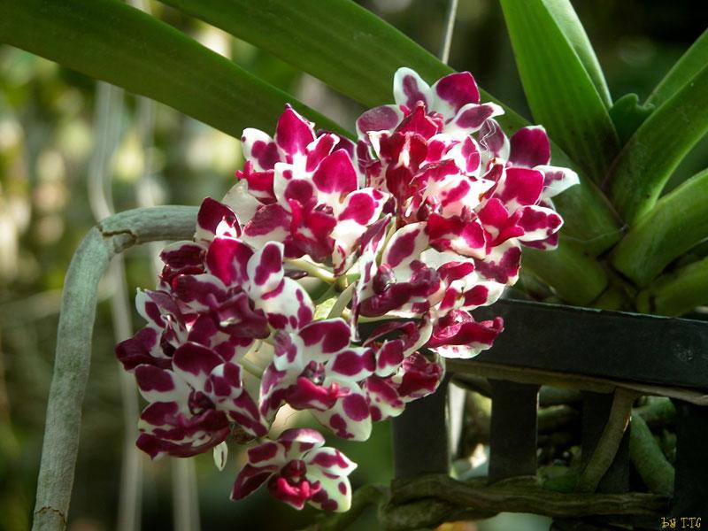 Lan nghinh xuân, đai trâu, ngọc điểm