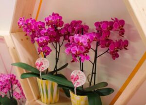 Tìm hiểu hoa lan hồ điệp pha lê đá - Hoalan360.com