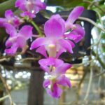 Tổng Hợp Lan Quế Tím Cho Những Ai Đang Tìm Hiểu