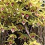 Thạch hộc: Loài hoa lan làm thuốc quý - YouMed