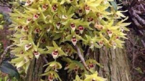 Thạch hộc: Loài hoa lan làm thuốc quý - YouMed