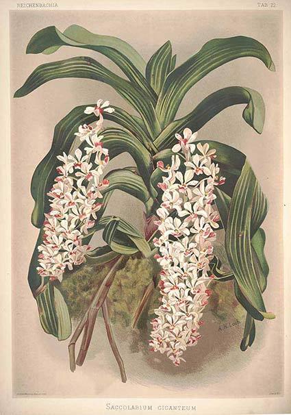 Phân loại Hoa Lan Việt Nam