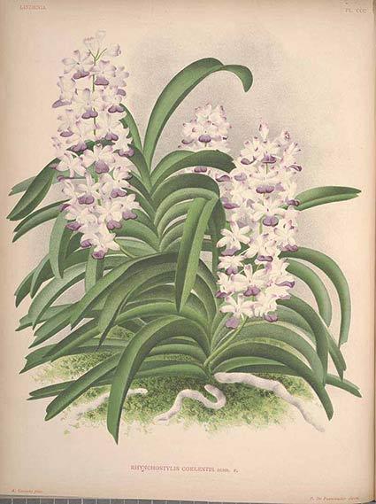 Hoa lan Ngọc điếm Hải âu - Rhynchostylis coelestis