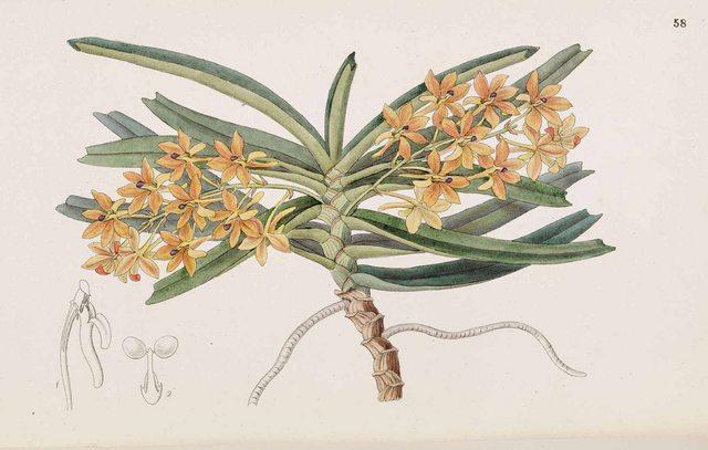 Hoa lan Hoàng yến cam - Ascocentrum garayi = A. miniatum