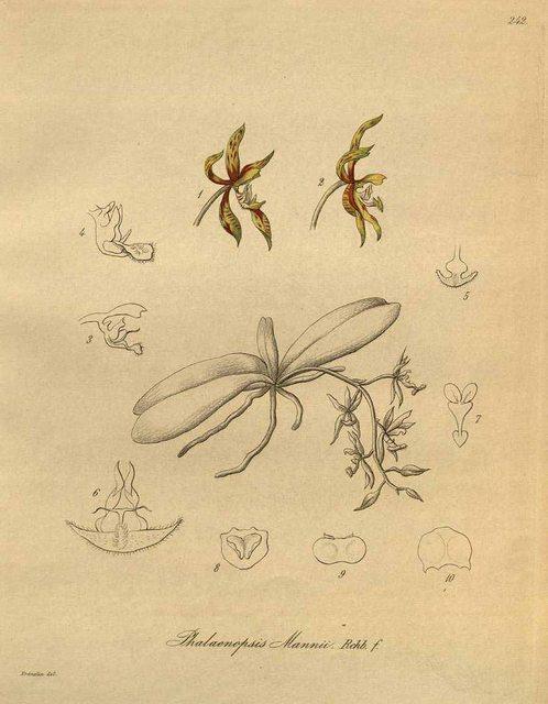 Hoa lan Hồ điệp Ấn - Phalaenopsis mannii