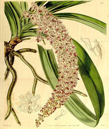 Hoa lan ngọc điểm đuôi cáo